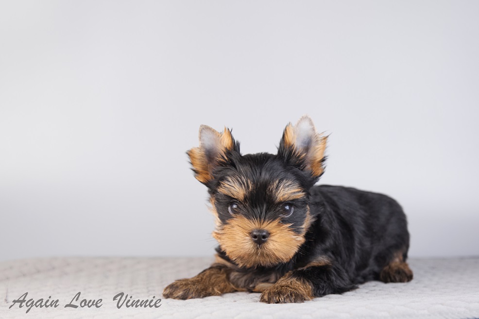 AGAIN LOVE VINNI — Labaza DogPedigree YorkshireTerrier